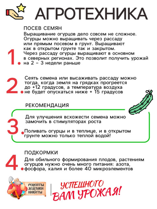 Семена Огурец «Кустовой», 0.5 г, «Рецепты дедушки Никиты»