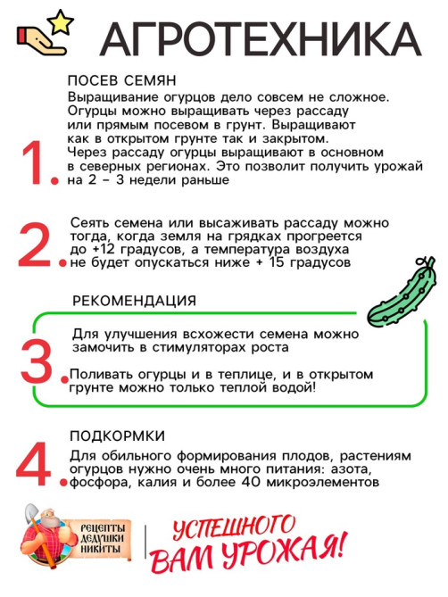 Семена Огурец «Бочковой», 0.2 г, «Рецепты дедушки Никиты»