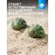 Набор ракушек декоративных, длина 4-5 см ширина 2 см, 2 шт.