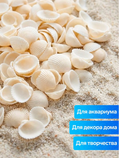 Набор ракушек декоративных 1.5-3 см, 100 г