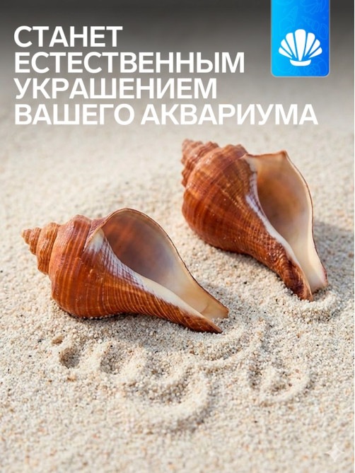 Ракушка декоративная, длина 5-6 см, ширина 4 см