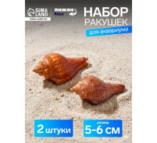 Ракушка декоративная, длина 5-6 см, ширина 4 см