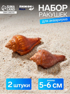 Ракушка декоративная, длина 5-6 см, ширина 4 см