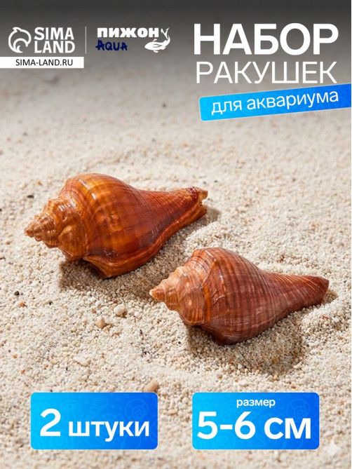 Ракушка декоративная, длина 5-6 см, ширина 4 см