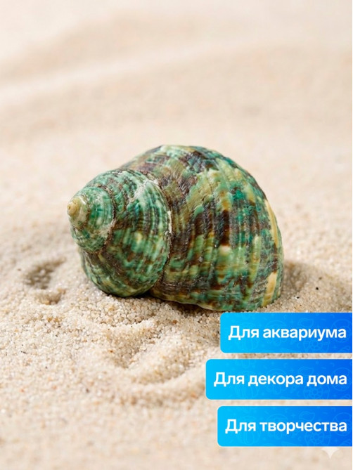 Набор ракушек декоративных, длина 4-5 см ширина 2 см, 2 шт.