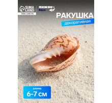 Ракушка декоративная, 6-7 см