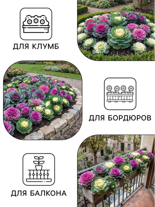 Семена цветов Капуста Декоративная, 0.05 г, «Рецепты дедушки Никиты»