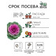 Семена цветов Капуста Декоративная, 0.05 г, «Рецепты дедушки Никиты»
