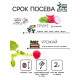 Семена Редис 