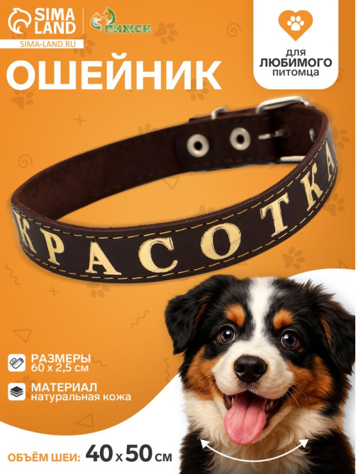 Ошейник «Красотка», 60×2.5 см, однослойный, тиснение фольгой, кожа, цвет МИКС