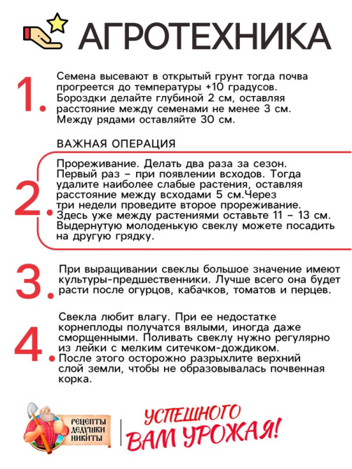 Семена Свёкла 