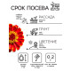 Семена цветов Цинния 