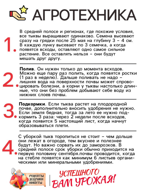 Семена Тыква мускатная 