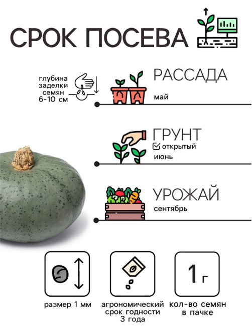 Семена Тыква мускатная 