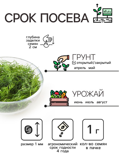Семена Укроп 